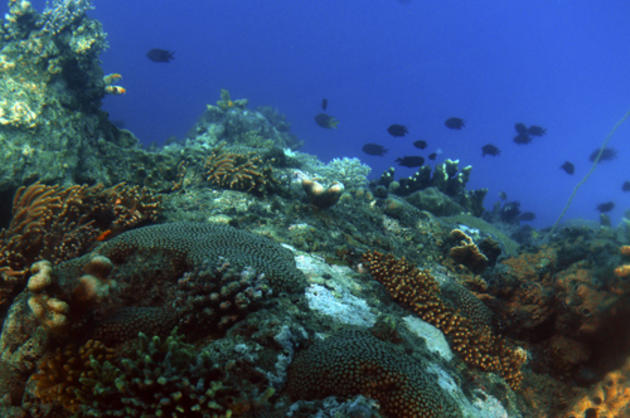 bunaken diving